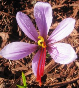 Gardening, Artistry and a Beer-Infused Honey Mustard Recipe Image